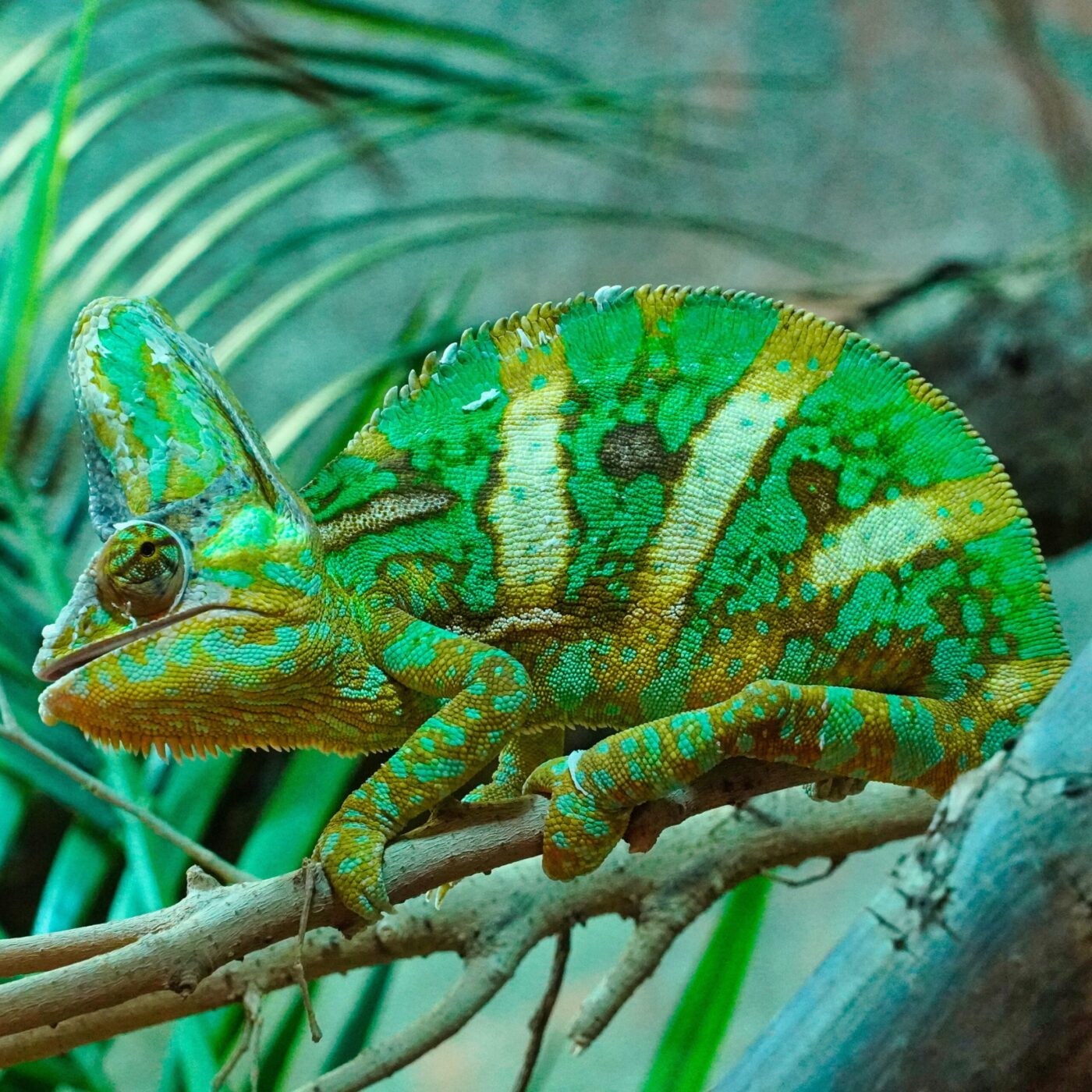 Ein Chamäleon sitzt auf einem Ast, seine Farben verschmelzen mit dem Grün ringsum