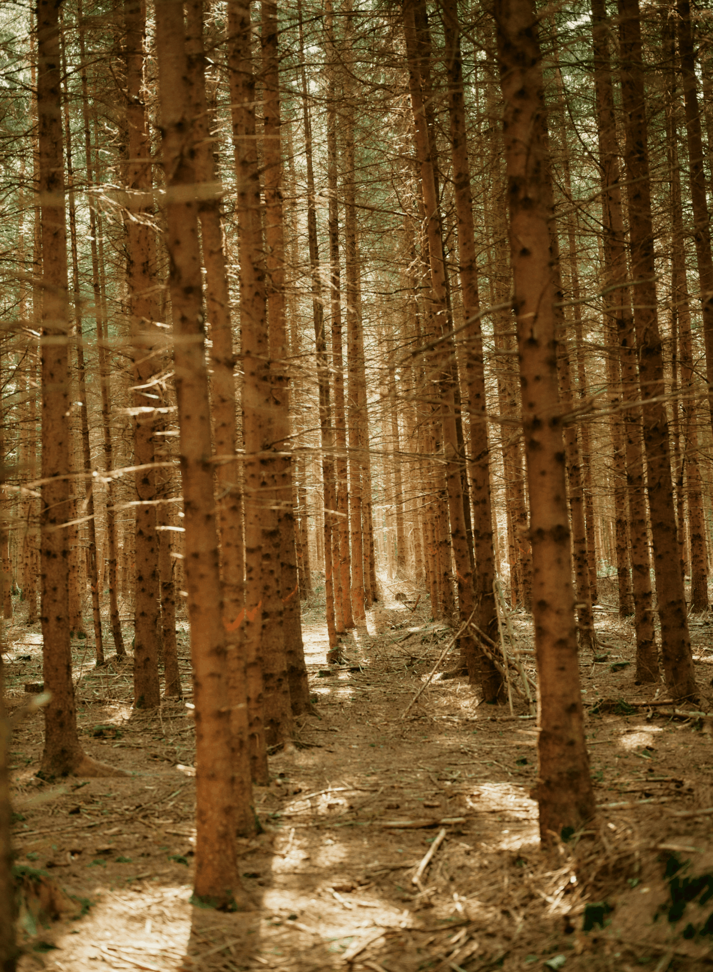 Dicht stehende, trocken wirkende Bäume in einem Wald, die Stabilität zeigen und gleichzeitig wenig Lebendikgkeit ausstrahlen