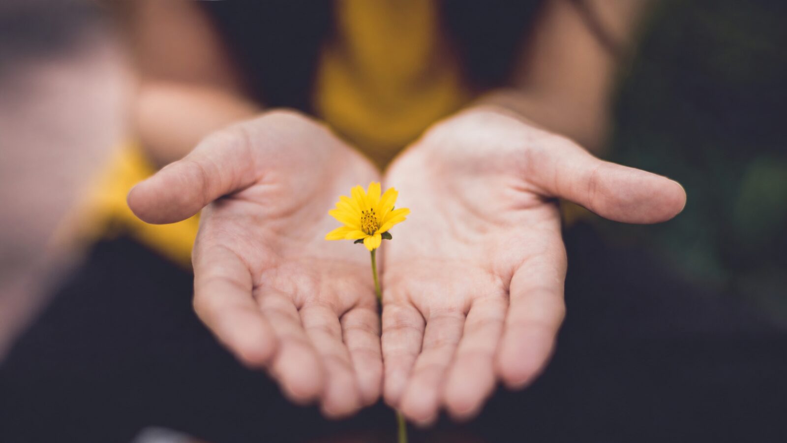 Hände halten eine gelbe Blume