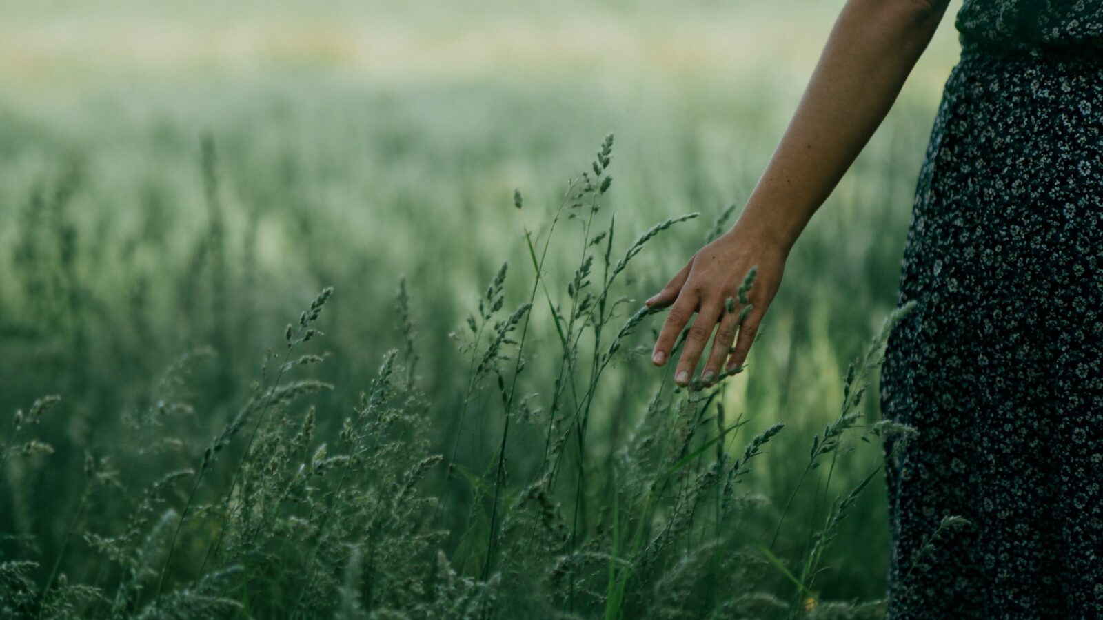 Hand streift durch hohes Gras